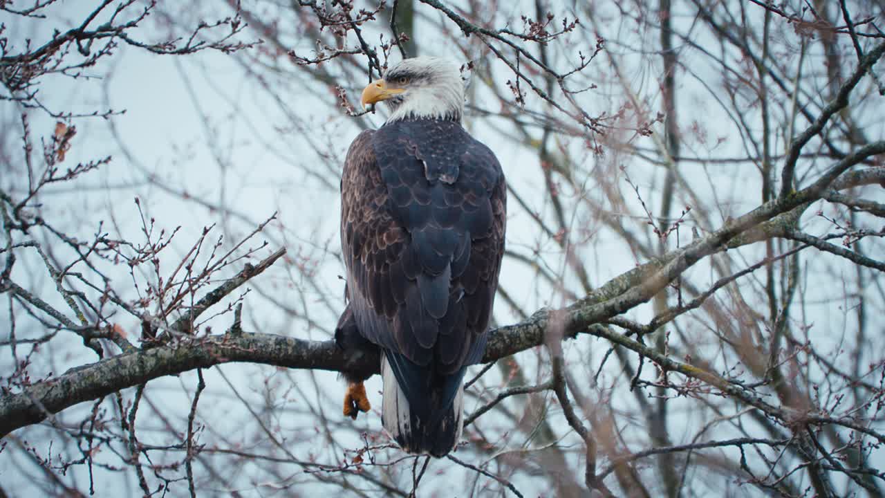 águila calva vieja sentada relajada en una rama de árbol