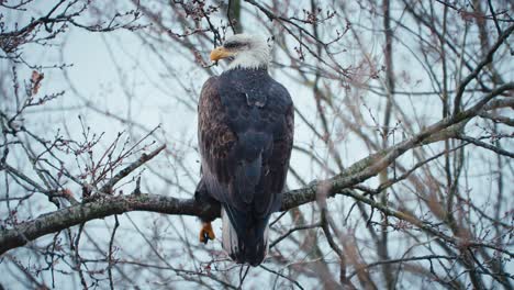 old bald eagle sitting relaxed on a tree branch