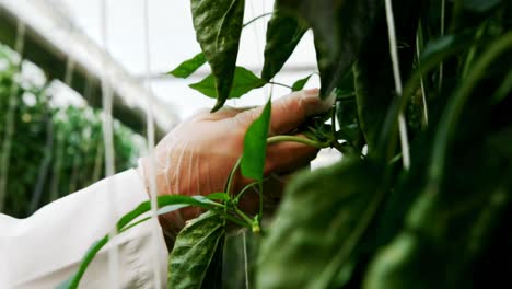 científico examinando las plantas en el invernadero 4k