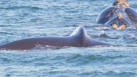 southern right whale floating on water keeping its head and tail fin up in air