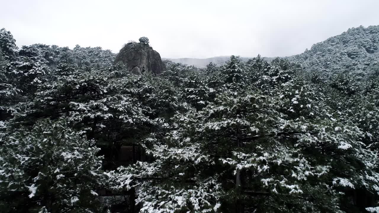 눈 인 산림 풍경