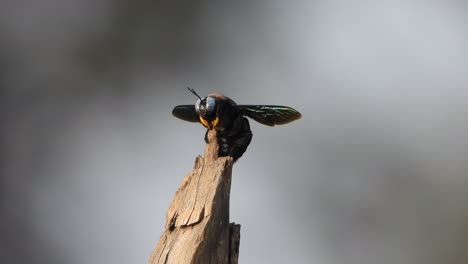 Flying-bee--in-tree---waiting-for-pry