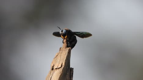 flying bee  in tree - waiting for pry