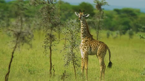 young giraffe in the wild looking across green african plains