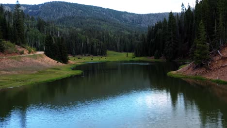 tilting up aerial drone shot of a nature landscape of the anderson meadow reservoir lake up beaver canyon in utah with large pine tree forest, a small stream, and a grass field with cows grazing