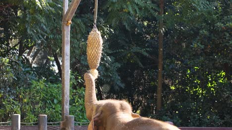 elephant reaching for food at the zoo