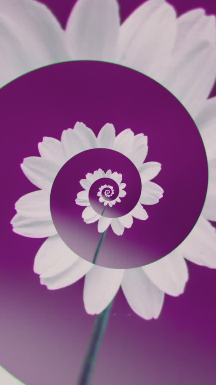 flor en espiral abstracta en tonos púrpura