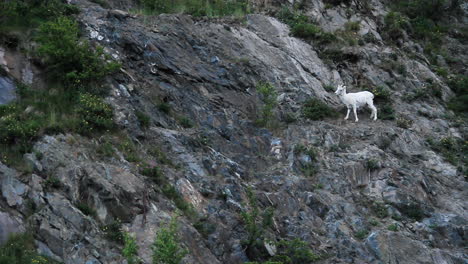 Mountain-Goat-Eats-Plants-on-Side-of-Mountain