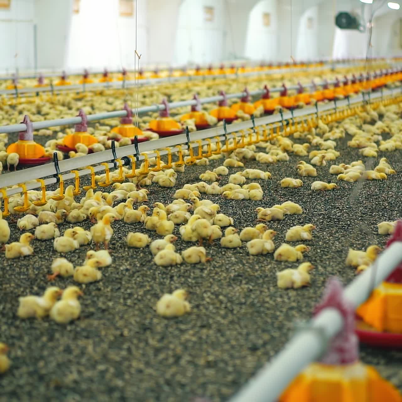 Interior of modern poultry farm with many little chicks. Small cute broilers lying on sunflower seeds in large factory for chicken production. Automated technology for feeding chicks
