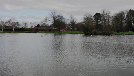 Enten---Schwäne-Auf-Dem-Teich