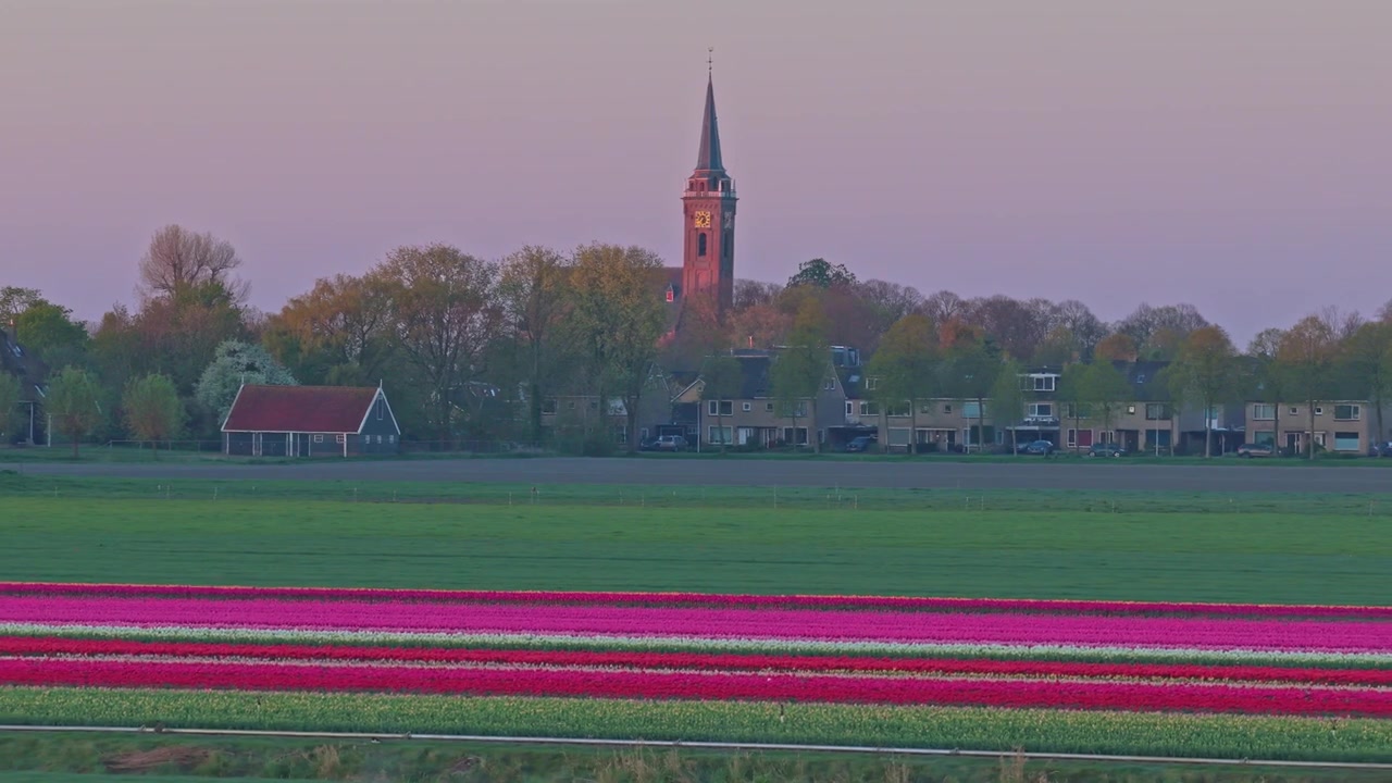 Nederlandske tulipanåkre med et kirketårn under en vakker solnedgang