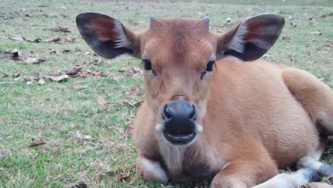 Primer-Plano-Cámara-Lenta-Hermoso-Ternero-Joven-Vaca-Ganado-Masticando-Y-Pastando,-Bali-Banteng-Doméstico,-Indonesia,-Lindo-Animal-Tendido-En-La-Hierba-Verde