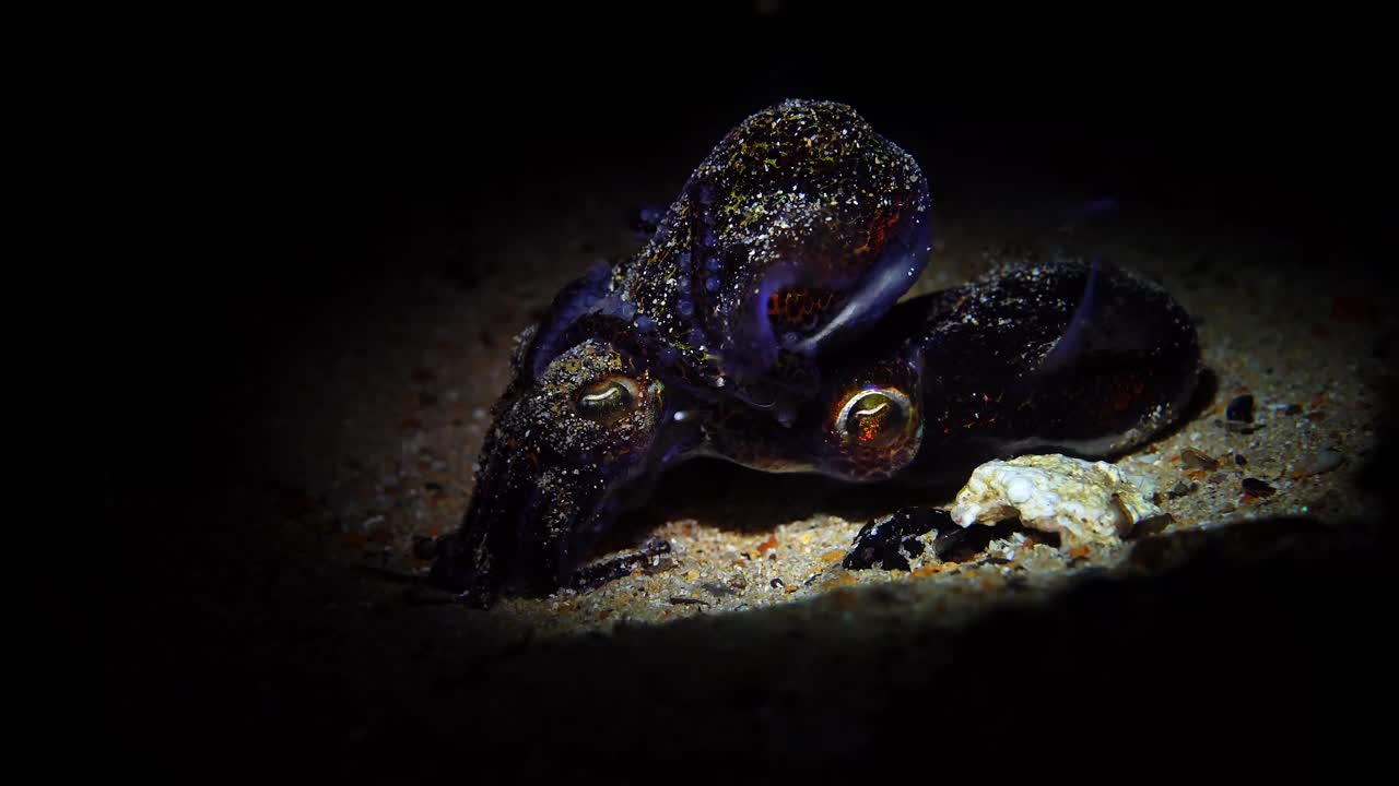 mating Southern Bobtail Squid at night Euprymna tasmanica 4k 25fps