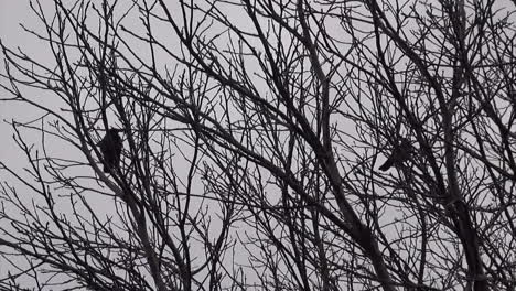 2 crows in a tree in tempelhof airport berlin neukoelln germany hd 30 fps 9