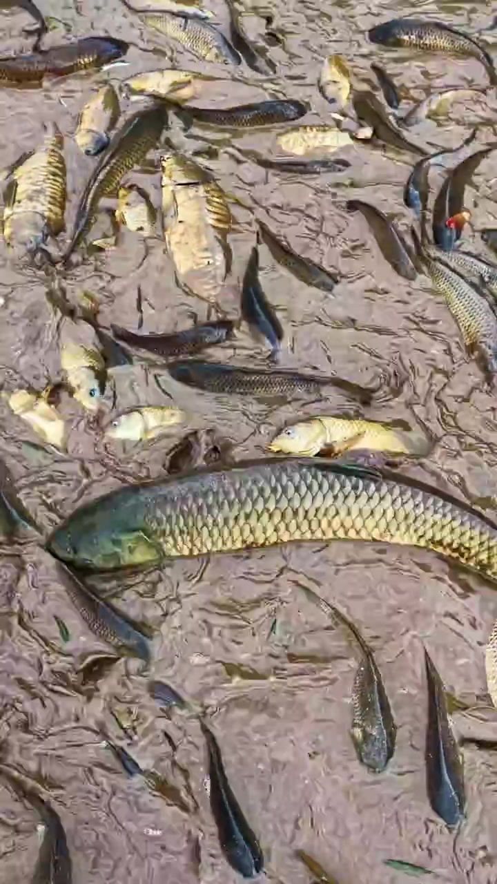 Ripresa aerea ravvicinata che si alza sopra centinaia di carpe d'acqua dolce e pesci arenati sul fondo fangoso di un lago prosciugato durante la tradizionale raccolta dello stagno nella stagione secca.
