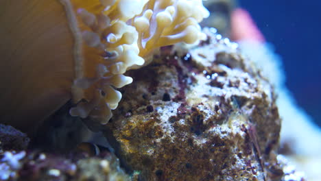 little clownfish hiding behind a rock and an anemone in an aquarium