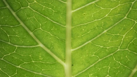 macro shot of a green leaf