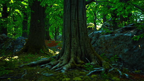 Large-and-long-tree-roots-with-moss