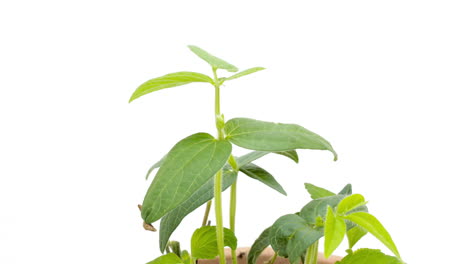 plantas que crecen contra el marco de relleno de fondo blanco, lapso de tiempo