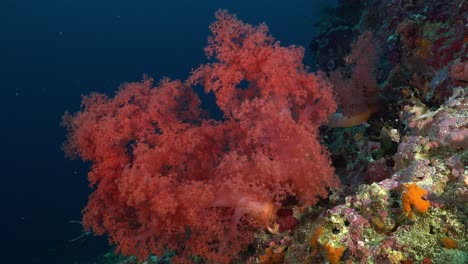 Orange-soft-coral-on-tropical-coral-reef-with-deep-blue-ocean-in-background