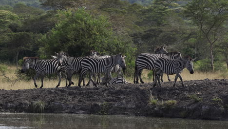 A-herd-of-zebra-standing-next-to-a-waterhole-in-Uganda,-Africa