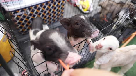 mini pigs and goat eagerly fed in bangkok