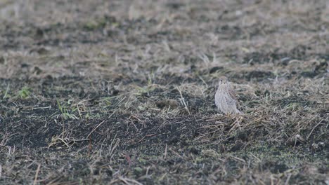 Peregrine-falcon-resting-on-the-ground-during-autumn-migration