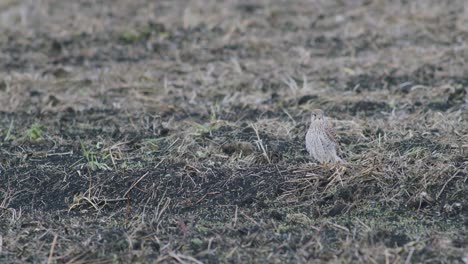 halcón peregrino descansando en el suelo durante la migración de otoño