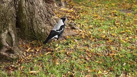 la urraca explorando el suelo cerca del tronco del árbol