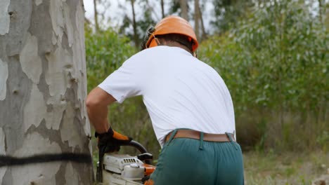 lumberjack cutting tree in the forest 4k