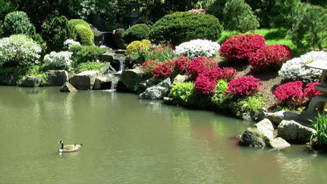 a canada goose floats on the surface of a pond in a japanese garden