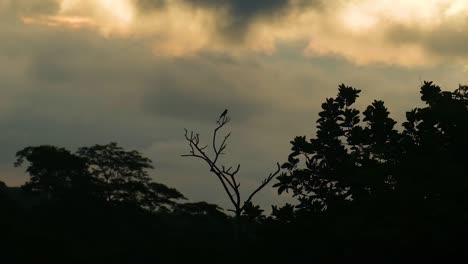 silhouette of a bird on a bare tree branch against a cloudy, golden sky at dusk