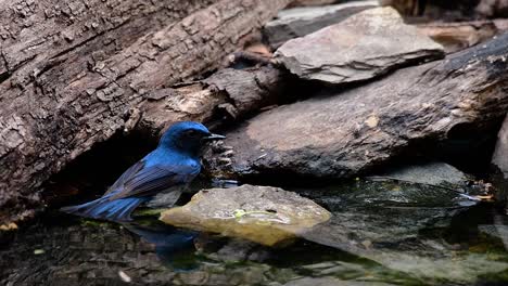 印度中國藍色捕<unk>鳥 (indochinese blue-flycatcher) 是在泰國低地森林中發現的,以其藍色羽毛和<unk>色到白色胸部而聞名.