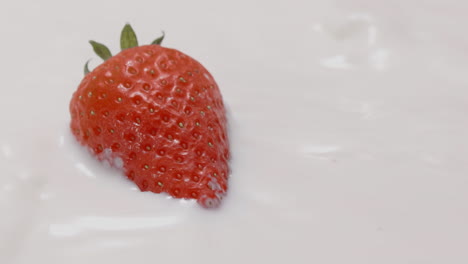 fresh strawberry dips in clean milk and floats on the surface