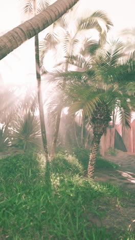 tropical forest with palm trees and sunlight