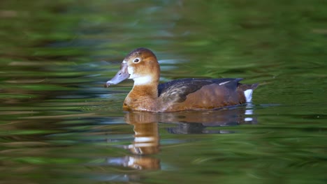 female rosybill swimming on the rippling water surface