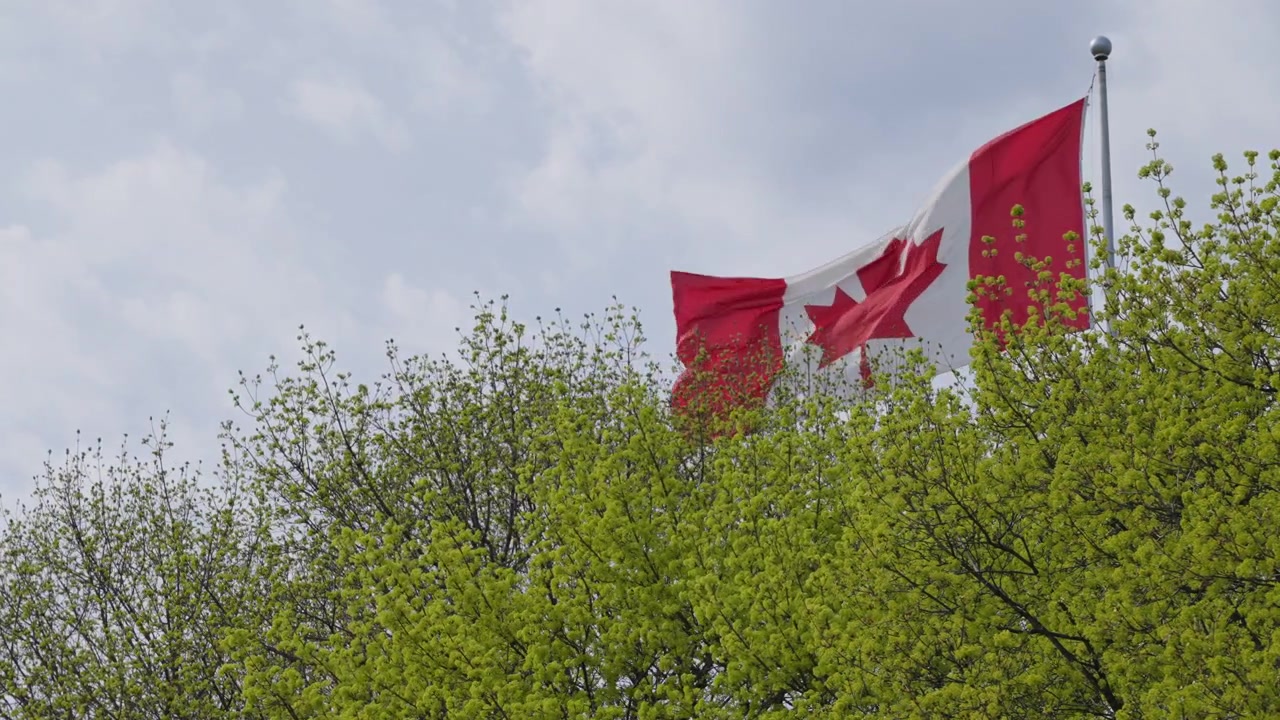 Una bandiera canadese sventola al vento sopra una folta chioma di alberi verdi durante una luminosa giornata primaverile. L'emblema rosso e bianco risalta chiaramente contro un cielo tenue e nuvoloso