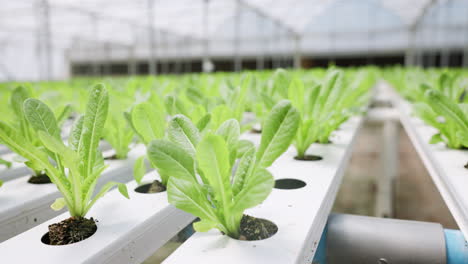 hydroponic farm, leaves growth