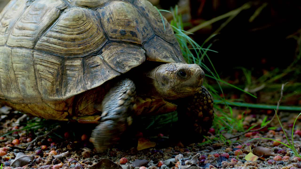 Slow Movng Tortoise In Uganda, Southern Africa. Tracking Shot