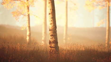 sunrise fog in birch tree forest
