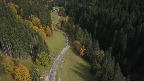 rural road crossing coniferous forest in haute savoie, france