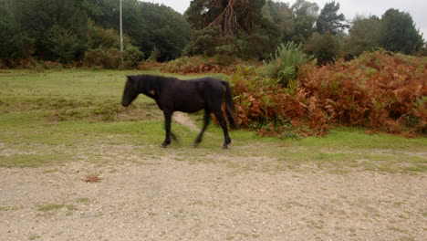 wide shot of a single black new forest pony walking through the frame