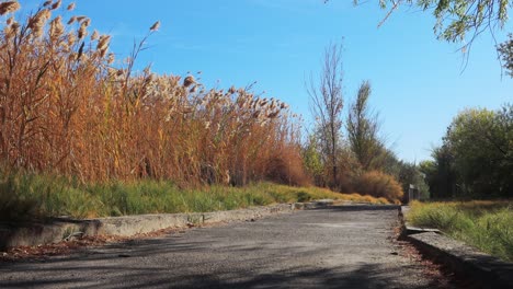 Wildtierwanderweg-Am-Corn-Creek-In-Nevada