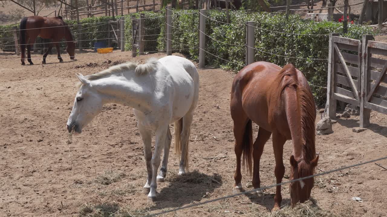 Two brown and white horses sharing dry hay in a dusty sunny ranch paddock, feeding together
