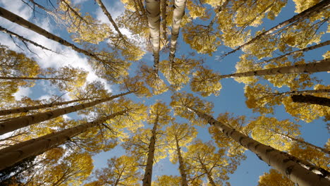 ángulo-Ascendente-Perfecto-En-Medio-De-Un-Bosque-De-álamos-Temblorosos-Mientras-Las-Hojas-Caen-Con-Gracia-Contra-El-Cielo-Azul-Nublado