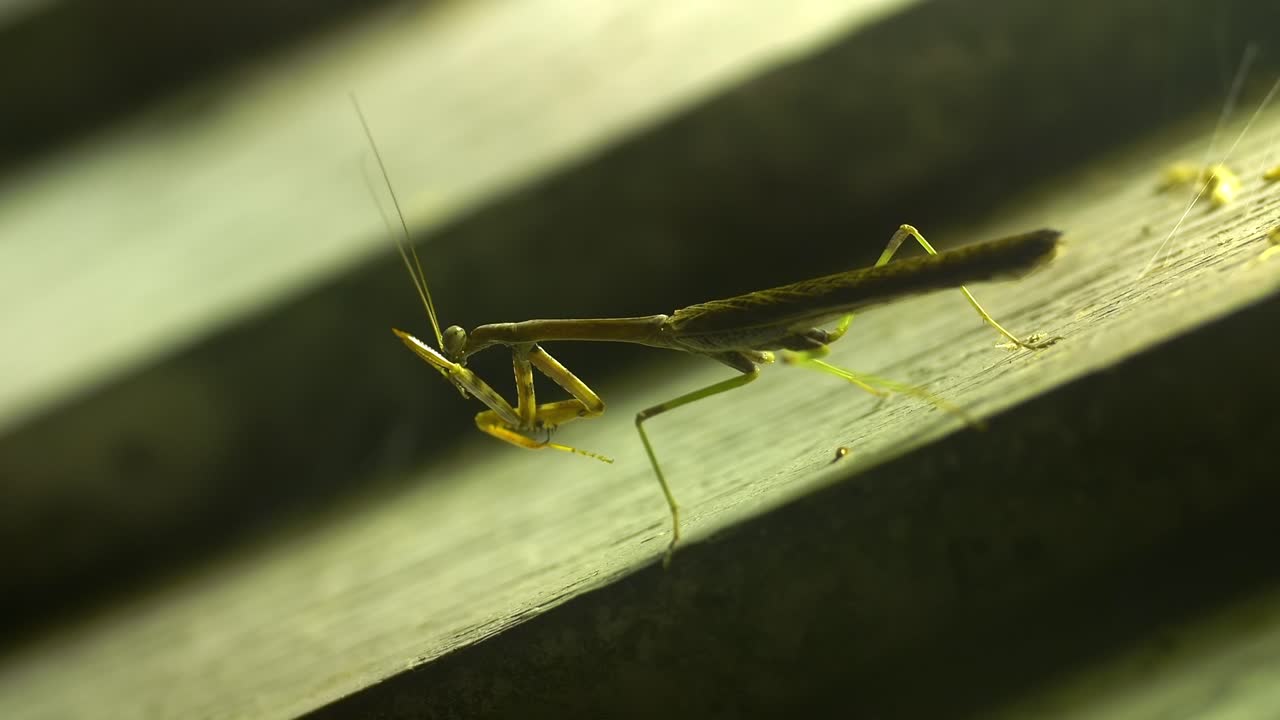 Praying mantis licks arms preparing to feed and attack