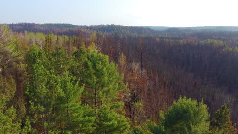 Stark-contrast-of-green-and-burnt-forests-side-by-side-across-sprawling-mountains-in-Canada