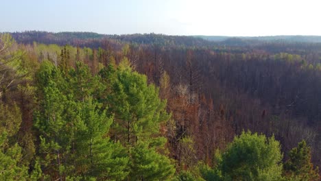 stark contrast of green and burnt forests side by side across sprawling mountains in canada