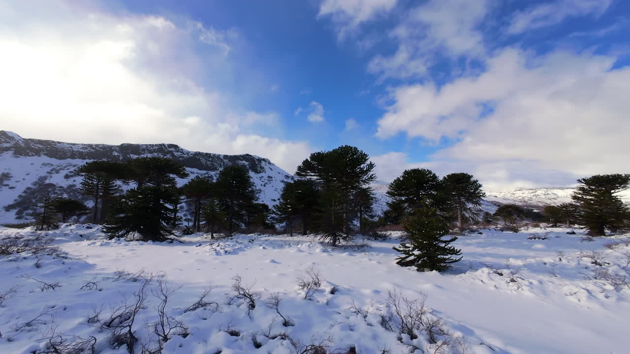 A thrilling, fast-paced FPV drone shot weaves skillfully between snow-covered Monkey Puzzle trees in the winter landscape of Caviahue, Argentina, offering an immersive flying experience