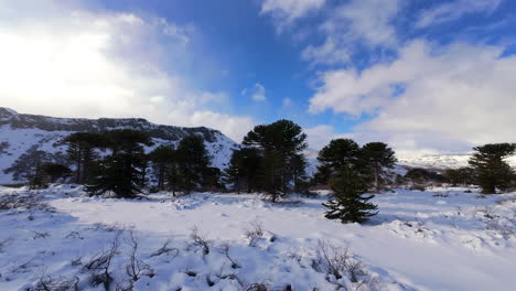 a thrilling, fast-paced fpv drone shot weaves skillfully between snow-covered monkey puzzle trees in the winter landscape of caviahue, argentina, offering an immersive flying experience